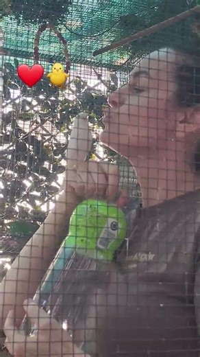 A CANARY AS SOFT AS WHITE COTTON #youtubeshorts #birds #birdsong #canary #pets #parrot