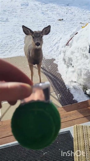 deer... #funny #explosion #memes #ragdoll #fyp