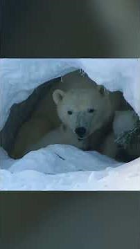 Polar Bear Mama & Babies Are On The Move! 🐻‍❄️🐾 | Incredible Animal Journeys | ‪@natgeokids‬