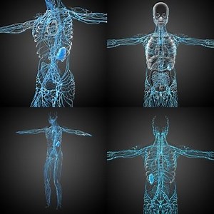 Conseils en cas d’ablation des ganglions lymphatiques