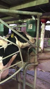 1K views · 24 reactions | Not long now girls, counting down to dry-off  You’ve done so well  | Fit Farm Chicks NZ | Facebook