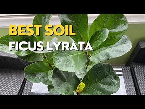 How to Repot a FIDDLE LEAF FIG | FICUS LYRATA Care Guide