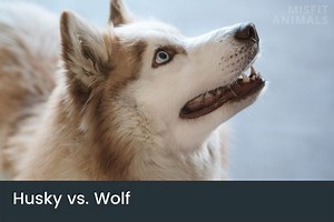Husky Vs. Wolf | Differences & Similarities Between Them