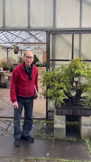 6.9K views · 4.3K reactions | History lesson on Peters Juniper Rigida. | Herons Bonsai | Facebook