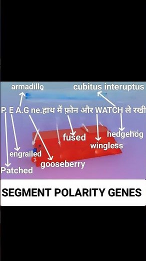 segment polarity gene of drosophila development #shorts