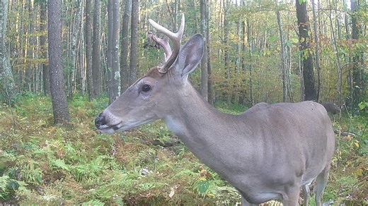 With deer moving more, here's what to know if you hit one with your automobile in Pa.