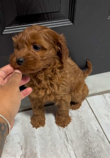 Our pretty girl ! 😍 #cockapoo #cavapoo #poodle #detroit #minipoodle | poodles