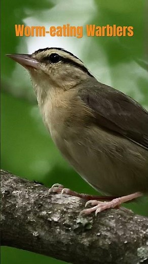 Worm-eating Warblers