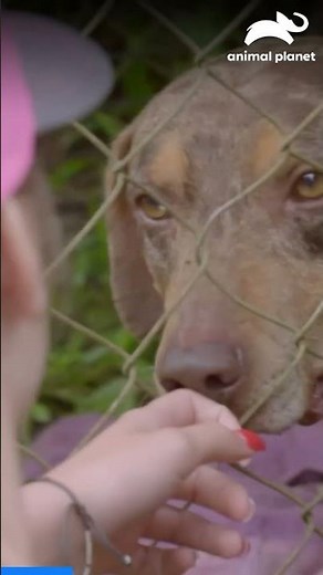 Amanda y sus hijos salvan perros juntos