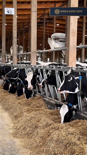 World Dairy Expo 2025: a week of genetics in motion! From the Genetic Standout Tour bringing dairy professionals into working herds, to science-driven seminars focused on on-farm application, to Red and White and Colored Breed genetics standing out on the colored shavings, including Delta-LAMBDA earning Premier Sire honors, the focus stayed on results. Global conversations through STtalks, youth engagement in judging contests, daily exchanges at the STgenetics booth, and the recognition of STgen