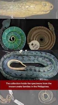 The NMP's Snake Collections