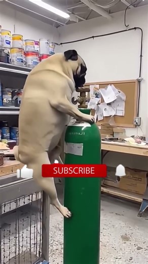 Dog inflates itself with helium #dog #реакция #comedy #bome