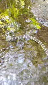 Walo-walo o marine file snake(Acrochordus granulatus) Walang kamandag. #foreducationalporpuses | Kim Vlogs