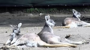 Mountain Lion Suspected of Killing 3 Animals at the SF Zoo