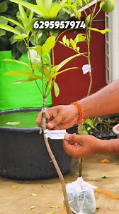 2.5M views · 24K reactions | Unbelievable Fruiting Plants You’ve...