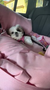 188K views · 10K reactions | They are the laziest people on the planet  | My Shih tzu world | Facebook