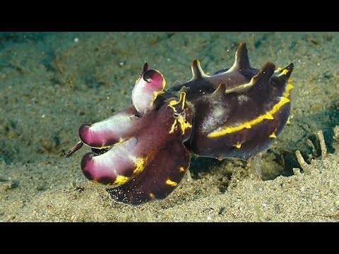 Mesmerizing Flamboyant Cuttlefish Display at Night | Dauin, Philippines