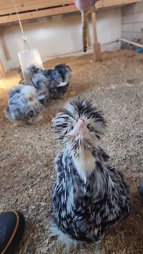 Your welcome 😊 Chickens jumping has always been one of my favorites, and silkies jumping is even better! 😆 What neat tricks do your chickens do? While silkies do uphold a reputation of being lazy and empty headed. They really are pretty active and smart! Frannie reminds me of one of those highly trained border collies, she soaks her face daily and slicks her crest back and is always running under my feet looking up at me (awaiting her treat) but there isn't much she'd not do for a treat. Rober