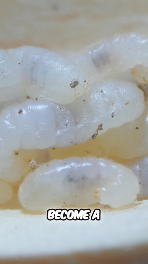 Hidden inside, the potential of an empire awaits. This is a carpenter ant queen, nurturing her first young. Each larva will become a devoted worker, serving the queen's growing colony. #CarpenterAnt #AntQueen #InsectKingdom #Wildlife #Nature | Zentro | Facebook