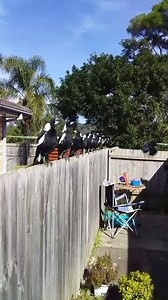 8.6K views · 330 reactions | "And a 1, 2, 3, 4... let's hit it boys"  A group of magpies typically will sing a short repetitive version of carolling in the morning (typically known as dawn song). Magpies have also been noted to mimic human speech when living in close proximity to humans.  Rod Simmons in Bateau Bay, New South Wales | Australia in the United States | Facebook