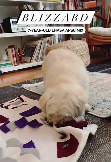 Blizzard, a male Lhasa Apso/mix at Muttville-adopted!