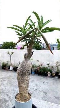 Adenium Swazicum || Swazium seed pod #gardening #Adenium #plantcare