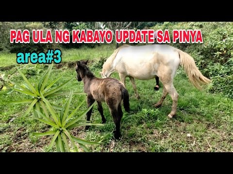 PAG ULA ng kabayo update sa pinya sa area #3