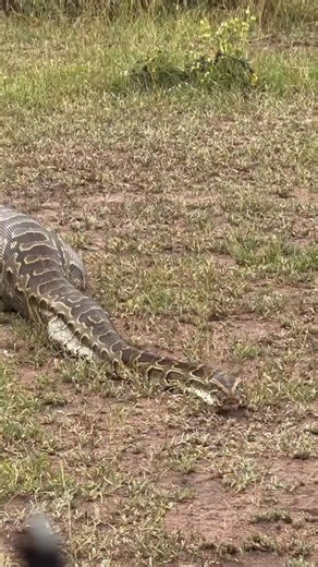 Too full to escape After swallowing a whole impala,the python can barely move, success in the wild comes with a price. #WildlifeMoments #Nature #CircleOfLife #PredatorAndPrey #SafariLife | Manja Kema