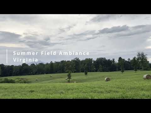Summer Field Ambience (4K 60FPS) | Relaxing Golden Hour Fields, Birds Sounds, Deer & Warm Breeze
