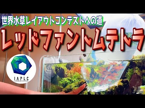 【アクアリウム】コンテスト水槽にレッドファントムテトラをお迎えしました（2022年世界水草レイアウトコンテストへの道）