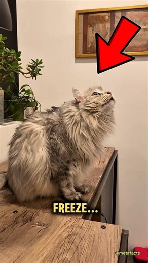 Why Cats Suddenly Stare at Nothing