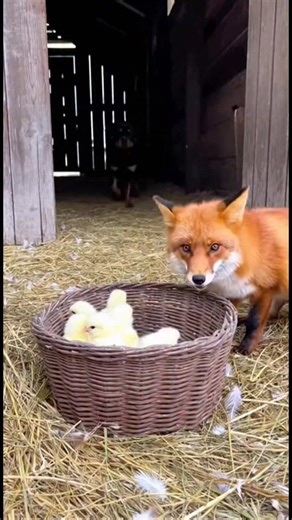 Fox Learns a Lesson in Friendship A dog teaches a fox about kindness and coexistence with chicks. #fblifestyle #AI Generated using Kling AI . . . (For entertainment purposes only. Consult professionals if guidance on activities is presented. No brand affiliation is implied if any are shown. If inspired by true events, creative adaptations may be included. Content may include public footage.) | Fabiosa Hearty