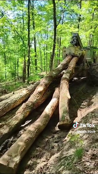 The Art of Logging: A Day in the Life of a Logger