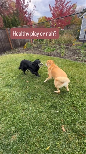 So how do we know if play is appropriate or not? It all comes down to body language! With Mowgli and Lobo, I watched for balanced play — and I saw it. They took turns chasing each other, which tells me both dogs are choosing to participate and enjoying the interaction. I also saw multiple shake offs from both of them. A shake off is dog language for, “All good here, I’m no threat, no pressure, no big deal.” Back-and-forth play relaxation signals = healthy, appropriate play. | Pacific Paws