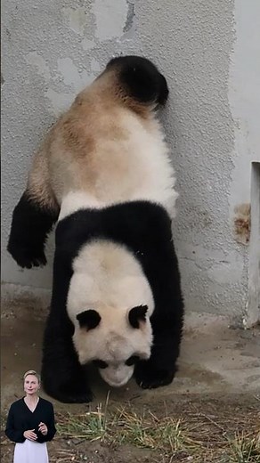 Why Pandas Pee Upside Down Explained