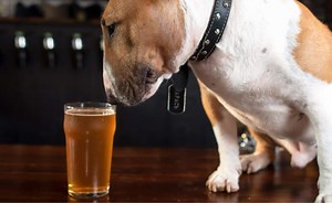 What Can Dogs Drink? 12 Safe And Unsafe Drinks Explained