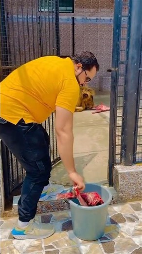 Sher Sa Panga Not......✨🎉😱💯#lion#animals#ytshorts|Mian Saqib|#petlover#tiger#trendingshortsl