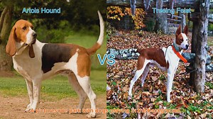 Exploring the Artois Hound and Treeing Feist: Origins, Characteristics, and Care