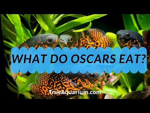 What do Oscars Eat? - How Often Do I Feed My Oscar?