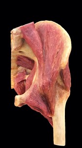 41K views · 26 reactions | The hip muscles encompass many muscles of...