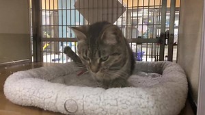 It’s a great day to adopt a new friend ... like Daisy. We open at noon. | Mohawk Hudson Humane Society