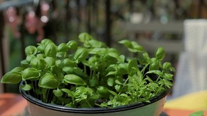 Planting Growing Sweet Basil Sprout Seed Stock Footage Video (100% Royalty-free) 1034376209 | Shutterstock