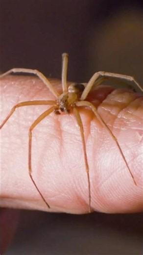 The Violin Spider ⚠️ #spider
