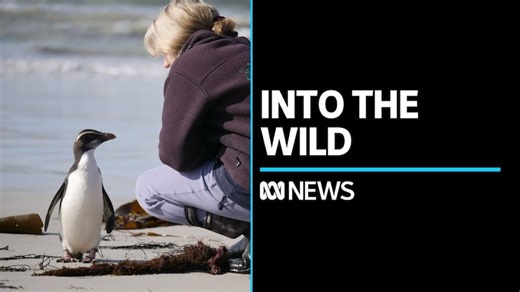 This Australian wildlife carer saved a lost, starving Tawaki penguin miles from home