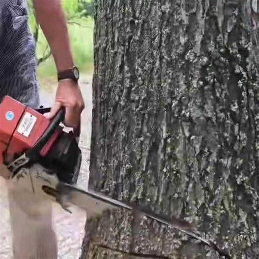 3.3K views · 23 reactions | Learn how to cut trees from old logger logger logging | Ruimfor | Facebook