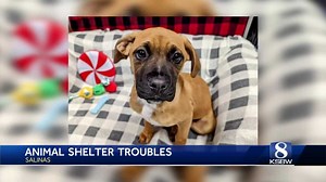 Dog kennels at Salinas animal shelter overcapacity