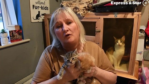 The Kats Cradle cat rescue in Coven is desperate for donations this Christmas - can you help? | Express & Star