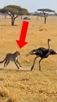 Top 5 Fastest Animals That Seem Unreal