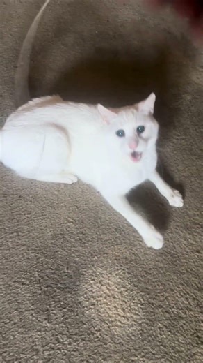 Cat Vs. Guitar String