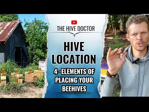 Don’t put your Beehives in the Wrong Spot!// Beehive location, apiary